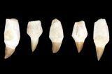 Lot - to Fossil Mosasaur Teeth (Restored Roots) - Pieces #140945-1